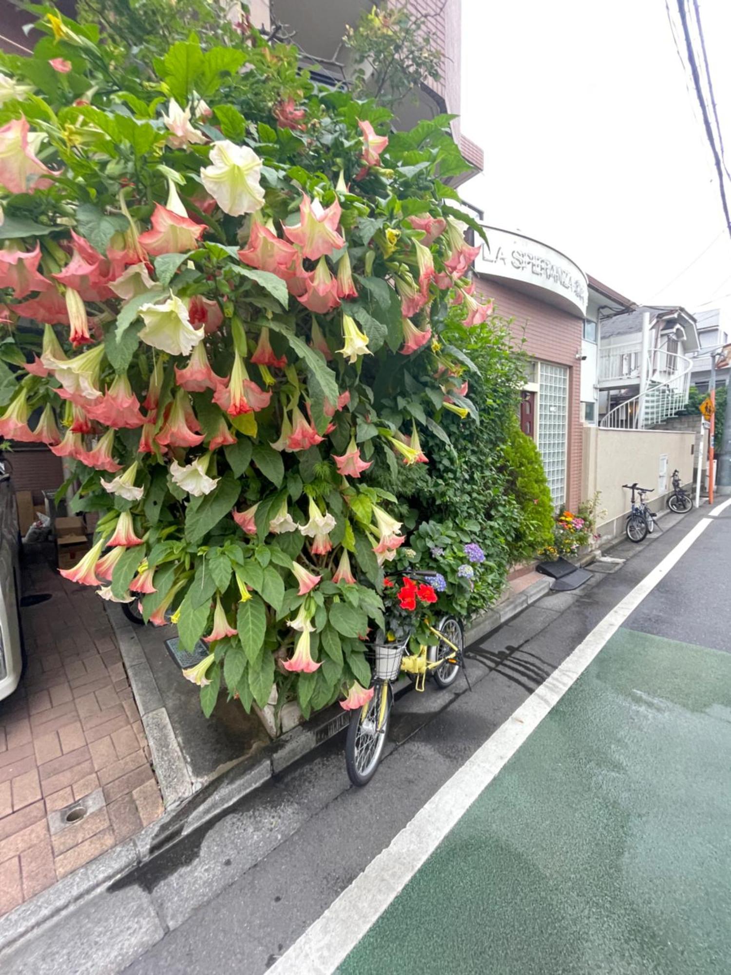 טוקיו 新宿庭院の屋-Shinjuku Garden Home -28 Square Meters King Size Bed Garden Room מראה חיצוני תמונה