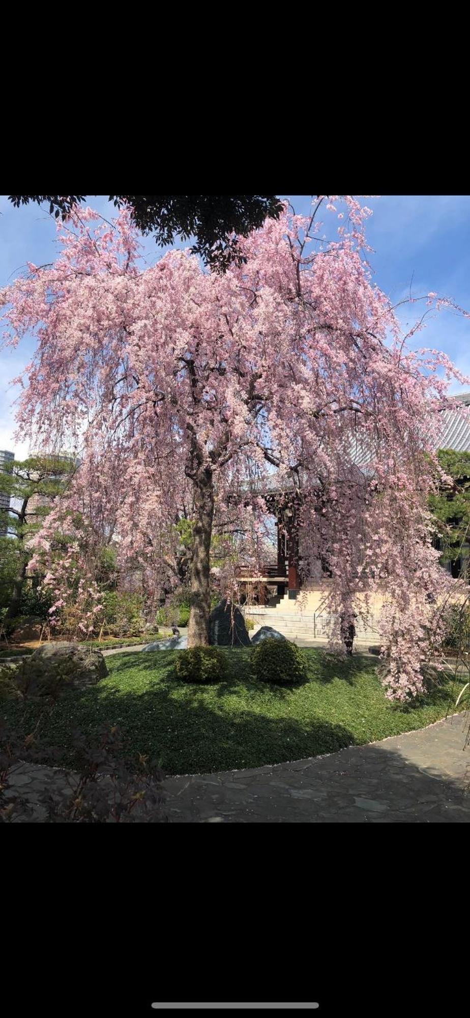 טוקיו 新宿庭院の屋-Shinjuku Garden Home -28 Square Meters King Size Bed Garden Room מראה חיצוני תמונה