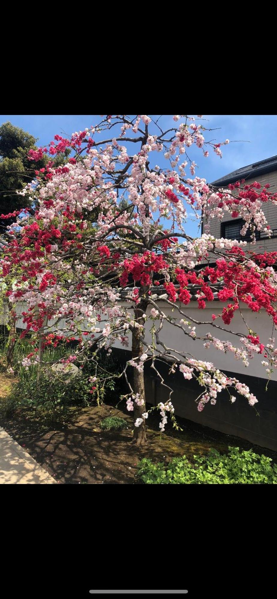 טוקיו 新宿庭院の屋-Shinjuku Garden Home -28 Square Meters King Size Bed Garden Room מראה חיצוני תמונה